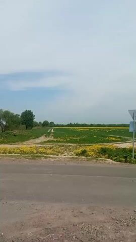 The video shows a view of a rural area with a paved road in the foreground. On either side of the road, there is a field filled with green grass and yellow wildflowers, primarily dandelions. A triangular road sign stands next to the road on the left side of the frame. As the camera pans to the right, a tree comes into view, with a yellow sign attached to it that reads "КУПИМ АВТО" (we buy cars) along with a phone number. The sky above is light blue with patches of white clouds. The environment suggests a countryside location on a sunny day.