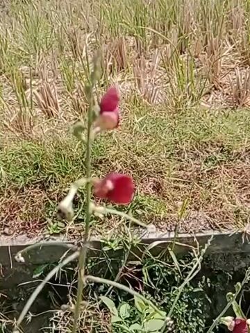 The video shows a close-up of a plant with red flowers. The plant is green and has a tall stem. The flowers are small and have a bell shape. The background is blurred and appears to be a field of dried grass or straw. The lighting suggests it is daytime and sunny.