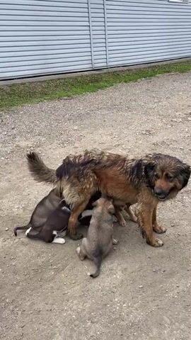 A mother dog is nursing several puppies on a gravelly surface in front of a building with horizontal siding. The mother dog is a medium to large breed with brown and black fur and a bushy tail. The puppies are small and appear to be a few weeks old. One puppy is dark brown and black with white markings on its paws, another is light brown, and a third is partially visible under the mother. The puppies are clustered around the mother's belly, feeding. The background shows a gray and white building with a green strip of grass in front of it. The lighting suggests it is daytime.