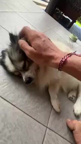 A person is petting a small dog lying on its back on a tiled floor. The dog is mostly white with black and grey markings on its head and ears. The person's hand gently strokes the dog's chest and belly. The person is wearing a bracelet with red and black strings. The floor tiles are a light grey color. A wooden chair is visible in the background. There is also a small, green bowl in the upper right corner of the frame. The video is shot from a slightly high angle.