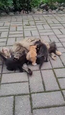 A fluffy calico cat lies on its back on a paved patio, surrounded by five kittens. Two kittens are black, one is orange, and two are tabby. All five kittens are nursing. The cat appears to be a mother to the kittens. Green foliage and rocks are visible in the background.