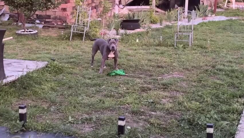 The video shows a medium-sized gray Pitbull-type dog standing in a grassy backyard, holding a green object in its mouth. The dog is alert, looking towards the camera, with its tail wagging slightly. The backyard has patches of grass, with various objects in the background, including two white metal chairs, a brick pile, plants, and some solar lights bordering a stone walkway. The lighting suggests it is either early morning or late afternoon. The camera is static, capturing the dog's actions and the surrounding environment. The dog then walks towards the camera.
