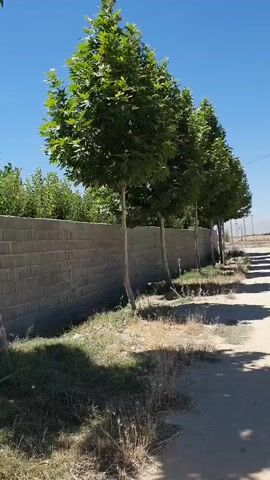 The video shows a side view of a row of trees lining a brick wall. The trees are tall and leafy, with thin trunks. The wall is made of light-colored bricks and appears to be in good condition. A dirt road runs alongside the wall and trees. The sky is blue and clear, suggesting a sunny day. There are no people or animals visible in the video. The scene appears to be outdoors in a rural or suburban area.