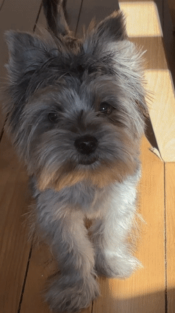 Schnauzer Dog Captured in Morning Home Moments in Russia