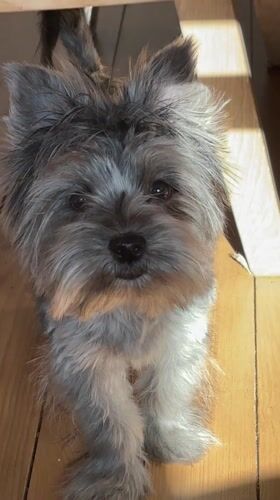 Schnauzer Dog Captured in Morning Home Moments in Russia