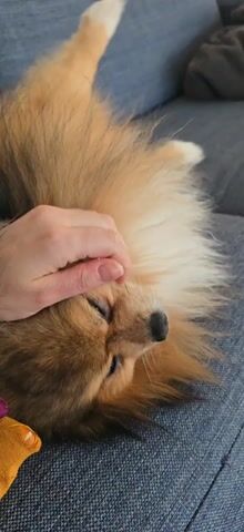 A hand is shown petting a fluffy, light brown and white dog. The dog is lying on a grey couch next to an orange and purple toy. The hand is stroking the dog's head and face. The camera zooms in on the dog's face.