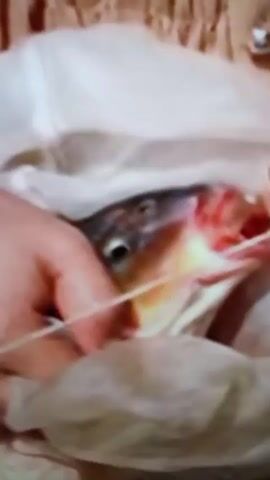 The video begins with a close-up of a fish's head, held in a person's hand. The fish has its mouth open, revealing red gills and tongue. The background is a light-colored material, possibly cloth or paper. The video then transitions to an outdoor scene of a stream. A person is partially visible in the water, their arm extended as if casting a fishing line. A small, silvery fish is seen dangling from what appears to be a fishing line in the water. The stream is surrounded by lush green foliage and rocks. The water is clear and shallow in some areas, with a sandy bottom visible. The stream flows through a natural, wooded environment. The video ends with a wider shot of the stream, showing the water flowing around rocks and vegetation.