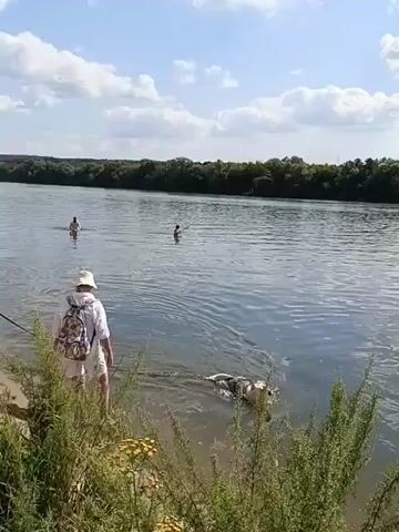 A person wearing a white hat, white shirt, and shorts stands on a grassy bank next to a river, facing away from the camera. They are wearing a backpack. A dog is in the water in front of them, on a leash. The dog appears to be swimming. In the background, there are several other people in the river, some swimming and one person fishing. The river is wide and calm, with trees lining the opposite bank. The sky is blue with scattered white clouds. The scene appears to be a sunny day at a river on a summer day.