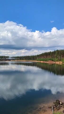 The video opens with a wide shot of a calm lake on a bright, sunny day. Tall, slender pine trees line the far shore, with a sandy bank visible in the foreground. The sky is a vivid blue, dotted with fluffy white clouds that are reflected in the glassy surface of the water. As the camera pans to the right, the shoreline comes into sharper focus, revealing more lush green vegetation, including small evergreen trees and bushes. A few weathered tree stumps are visible near the water's edge. The scene is serene and natural, showcasing a tranquil lakeside environment.