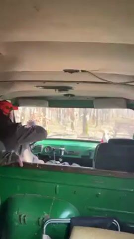 The video shows the inside of an old, green vehicle driving through a wooded area. A person wearing a red cap is seen behind the steering wheel, operating the vehicle. The interior of the vehicle is a faded green, with a visible ceiling light and a seat in the back. The front windshield provides a view of trees and foliage outside, suggesting the vehicle is driving on a dirt road or path. The camera is positioned in the back of the vehicle, facing forward. The overall setting is rustic and suggests an outdoor or off-road activity.