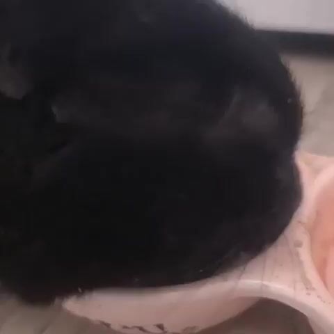 This is a close-up, still-shot video of a black cat eating from a light pink, divided pet bowl. The bowl has a heart-shaped cutout on the side. The cat is mostly filling the frame, with its head down in the food bowl. The cat's fur is dark and appears somewhat glossy. It is difficult to discern specific features of the cat's face due to the close cropping and the angle. The food in the bowl consists of small, dry kibble. The background is blurred and out of focus, showing hints of a light-colored surface, possibly a floor or table, and a vertical element that could be a wall or furniture. There is a slight sheen on the cat's chin and around the bowl, suggesting moisture or food residue. The lighting appears to be indoor, with no indication of natural light. The activity is simply the cat eating. There are no visible people or animals other than the cat. No discernible text is present in the frame. The overall impression is a domestic scene of a pet being fed.