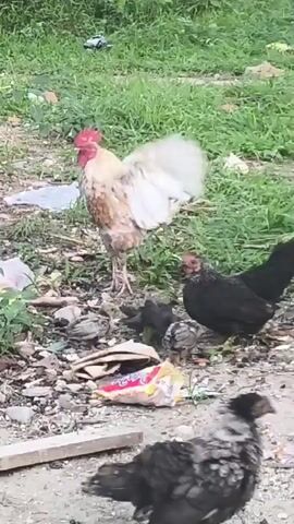 A rooster stands in a dirt and grass area with some debris. Several chickens are gathered on the ground near the rooster, some of them pecking at the ground.