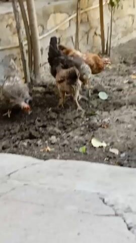 The video shows a group of chickens in an outdoor area. The chickens are of various colors and sizes. Some are pecking at the ground, while others are walking around. The environment appears to be a yard or farm, with dirt, grass, and some trees. There is a stone wall in the background. The lighting suggests it is daytime. The chickens are interacting with each other by being in close proximity and some are facing each other.