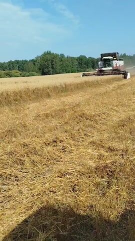 A combine harvester is shown in a golden wheat field, cutting the crop. The sky is blue with some clouds. Trees are visible in the background. The camera perspective is low, looking across the field towards the harvester. The footage is shaky, suggesting it was filmed by someone moving.