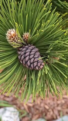 A close-up shot of a pine tree branch shows pine needles and pine cones. The pine needles are a vibrant green, and the pine cones are a deep brown. The background is blurred, but it appears to be a natural setting with some mulch and greenery. The video pans slowly across the branch, highlighting the texture and detail of the pine needles and cones. The lighting is soft and natural, suggesting the video was taken outdoors during the day. There are no people or animals visible in the video. The overall impression is one of natural beauty and tranquility.