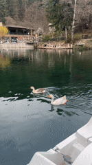 Geese swim among pedal boats at Velingrad lake