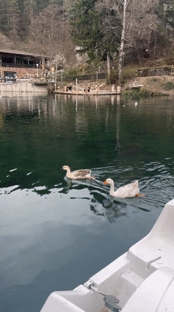 Geese swim among pedal boats at Velingrad lake