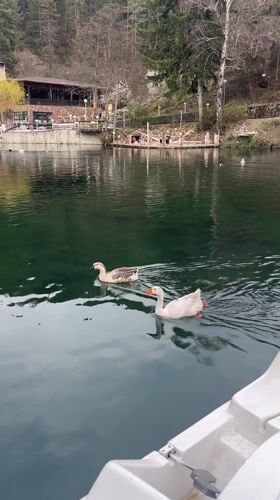 Geese swim among pedal boats at Velingrad lake