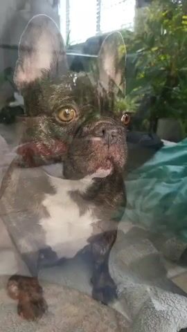A brindle and white French bulldog sits on a light gray surface. The dog has dark fur with brindle markings and white fur on its chest and paws. It has large, upright ears, a short snout, and dark eyes. The background is blurred and appears to be an indoor setting with plants and what looks like blinds. The image is overlaid with a faint reflection, suggesting it was taken through glass.