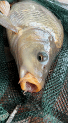 Fish catch and anime figure documented in Bulgarian village