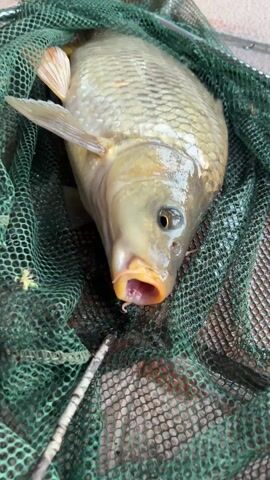 The video shows a fish caught in a green mesh net. The fish is pale yellow or golden in color, with scales and visible fins. Its mouth is open, and it has barbels (whisker-like appendages) near its mouth. The net is placed on what appears to be tiled flooring. The camera zooms in on the fish's face, then zooms out to show its whole body.