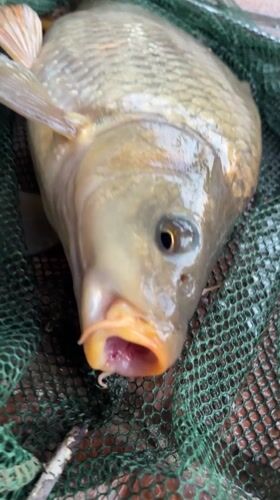 Fish catch and anime figure documented in Bulgarian village