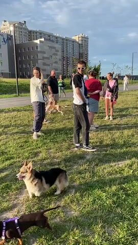 The video shows an outdoor scene of people and dogs in a grassy park with buildings in the background. In the foreground, a young person wearing sunglasses, a black and white t-shirt, and dark jeans stands facing away from the camera, with a blue fanny pack across their chest. To their left, a woman in a white long-sleeved shirt and dark pants is holding a dog leash. A small dog is visible on the leash. Several other people and dogs are scattered throughout the park. In the mid-ground, a person in a pink shirt and shorts is holding a leash. Another person in a red shirt is standing nearby. Further in the background, more people are walking and interacting with their dogs. The environment is a sunny day with a blue sky and some clouds. Trees and a paved pathway are also visible. The overall impression is of a casual gathering of people and their pets in a park setting.