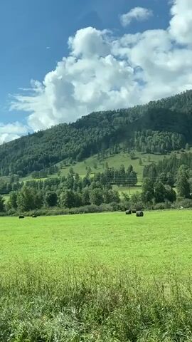 The video shows a wide shot of a grassy field with several round bales of hay scattered across it. In the background, a lush, tree-covered mountain rises under a bright blue sky dotted with fluffy white clouds. The sun is shining, casting a natural light over the landscape. The camera appears to be moving, possibly from a vehicle, as indicated by the slight motion blur. The overall scene depicts a peaceful, rural environment, likely during the daytime.