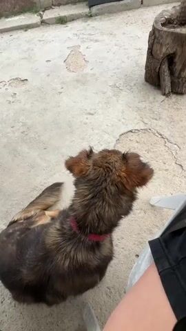 The video shows a close-up shot of a person petting a small, brown and black dog. The dog is lying on its back on a concrete surface, with its legs in the air. The person's hand, adorned with several bracelets and rings, is gently scratching the dog's belly. The dog appears relaxed and content, with its ears perked up. In the background, a wooden stump and some greenery are visible, suggesting an outdoor setting. The lighting indicates it might be daytime. The overall mood is one of affection and companionship between the person and the dog. There is no visible text in the video.
