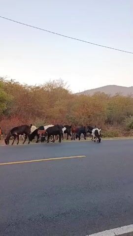 A herd of goats walks along the shoulder of a paved road. The goats are of various colors including black, white, and brown. The road has a yellow line painted down the center. The surrounding environment appears to be rural with trees and hills in the background. The sky is clear and appears to be dusk or dawn. The video captures the goats as they move from left to right across the screen. One goat with black and white markings is walking on the road itself.