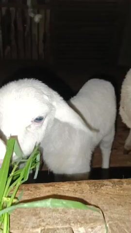 The video shows the heads of two young white goats eating grass from a wooden structure. The goats' faces are in focus, and their ears are visible. The background is dark and appears to be a pen or enclosure. The lighting is dim.