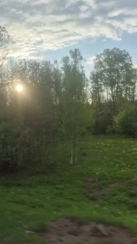 The video shows a view from a moving vehicle, likely a car, driving along a road next to a forest or wooded area. The sun is visible, partially obscured by the trees, casting a bright glare into the camera. The trees are mostly bare of leaves, with some showing the beginning of spring foliage. There is a green grassy area between the road and the trees.  There are signs posted on a tree along the roadside.  The sky is partly cloudy. The camera is shaking due to the movement of the vehicle.