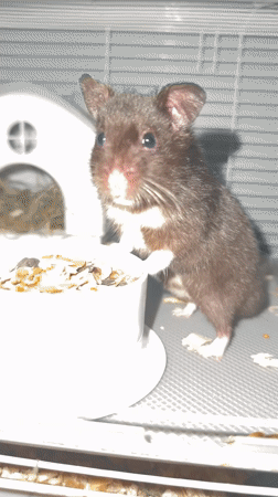 Russian resident documents pets and belongings during early morning