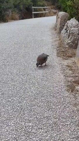 A lone partridge is captured in this video, walking along a gravel path. The bird is foraging on the ground, its head lowered as it pecks at unseen food. The path appears to be in a natural, outdoor setting, with vegetation and rocks visible in the background. The lighting suggests it is daytime.