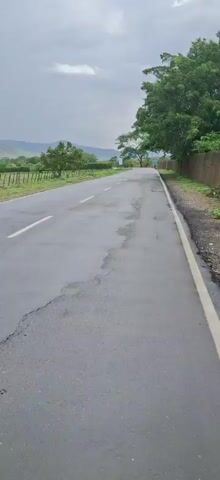 A gray, overcast sky looms above a wet, asphalt road with a white line down the center. To the left of the road, a green field is bordered by a fence. Beyond the field, a line of trees and rolling hills are visible. To the right of the road, a few trees stand near a building. Several cows are grazing in the field next to the road, some near a fence and others further into the field. The ground in the field appears muddy and wet.