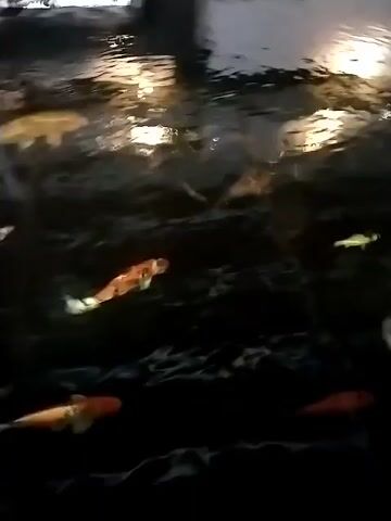 The video shows a dark pond or large water feature containing several koi fish of varying colors, including orange and white. The water's surface reflects ambient light, obscuring the bottom of the pond. The camera angle is from above, offering a direct view into the water. The pond appears to be rectangular and bordered by dark edges, possibly made of stone or similar material. A drain is visible at the bottom of the pond. The fish are actively swimming, creating ripples on the water's surface.