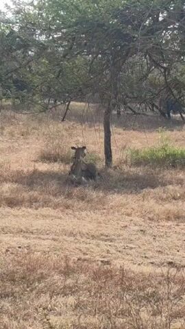The scene shows a medium shot of a deer lying down under the shade of a tree in a field of dry, brown grass. The tree is slender, with green leaves and thin branches that provide dappled shade on the ground. The deer is facing away from the camera. Other trees are visible in the background, suggesting a small forest or wooded area. The lighting indicates it is daytime.