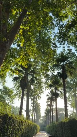 This is a vertical video clip captured in Fiumicino, Italy, likely during the early morning or late afternoon. The scene is a pathway lined with a neatly trimmed hedge on the left and tall palm trees on the right. Above the palm trees, the canopy of a large deciduous tree spreads out, its leaves illuminated by soft sunlight filtering through. The pathway itself is paved and leads into the distance, where more palm trees are visible, creating a sense of depth. The overall atmosphere is tranquil and serene, with the gentle light and lush greenery suggesting a peaceful garden or park setting. The sun is low in the sky, casting long shadows and creating a warm, inviting glow. There is no visible text in the video. The focus is on the natural beauty of the location and the play of light and shadow.