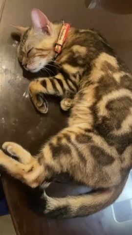The video shows a brown and black tabby cat curled up and sleeping on a dark brown, possibly wooden, table. The cat wears an orange and patterned collar.  The cat's paws are tucked near its body, and its eyes are closed. The table's surface is slightly reflective, and there are some small, light-colored objects or residue visible near the cat's head. The camera moves slightly, showing the cat from different angles.
