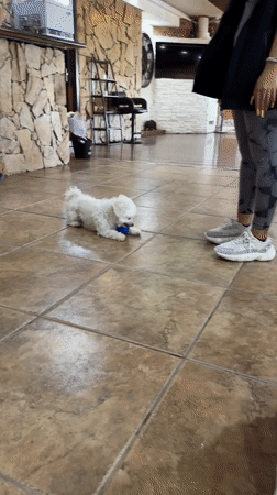 Fluffy white dog holds its own with a blue ball