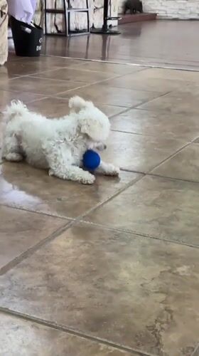 Fluffy white dog holds its own with a blue ball