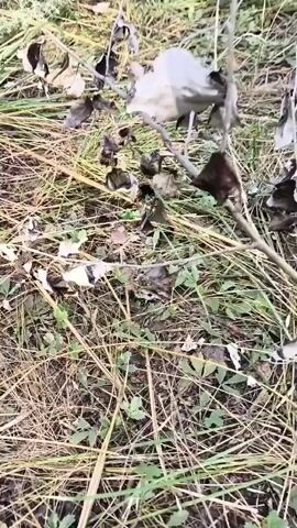 The video shows a close-up view of a natural environment. Dry grass and leaves cover the ground, with some green foliage interspersed. A small branch with dried leaves extends into the frame from the right side. In the center of the frame, a butterfly with orange and black markings is visible amongst the dry vegetation. The lighting suggests it is daytime, with natural light illuminating the scene. The camera appears to be held relatively still, with minimal movement.