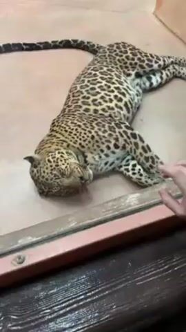 The video shows a leopard lying down on a light brown surface. The leopard is facing the viewer, and its eyes are closed. It has a spotted coat and a long tail. The leopard is behind a glass barrier with a brown frame.