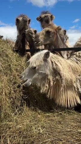 This video captures a heartwarming scene of camels in a rural setting, likely Tri Ozera, Russia, on a bright, sunny day with scattered clouds. The primary subjects are a group of camels, distinguished by their iconic humps, gathered around a large bale of hay. In the foreground, a lighter-colored camel with shaggy fur is actively eating the hay, its head tilted downwards. Behind it, several other camels, with darker fur, are also clustered together. Some of them are looking directly at the camera with curious expressions, while others seem to be interacting with each other or reaching for the hay. The setting appears to be an outdoor enclosure, possibly a farm or sanctuary, with the hay bale serving as a central point of interest for the animals. The vibrant blue sky and fluffy white clouds suggest it is daytime, likely mid-morning or afternoon. The overall mood is peaceful and natural, highlighting the simple activities of these animals in their environment. No text is visible in the video.