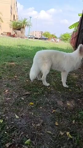 A white dog, possibly a Samoyed or White German Shepherd, is captured in a bright, sunny outdoor setting.

At the beginning of the video, the dog is standing next to a rusty, tall metal fence, sniffing its lower part. The ground around it is covered in patchy green grass, brown earth, and fallen leaves. In the background, a light-colored building with several windows and external air conditioning units is visible, along with a few palm trees. A road with a truck and other vehicles can be seen further in the distance under a blue sky with some clouds.

The dog then turns its head towards the right side of the frame and wags its bushy tail once. Following this, it begins to trot across the grassy area, mouth slightly open, appearing to be panting or smiling. The camera pans to follow the dog as it moves deeper into a more expansive green space.

As the dog continues trotting, the scene opens up to reveal more of the environment. Several residential buildings are visible in the background, along with numerous parked cars, including sedans and SUVs, suggesting a residential area or a public park adjacent to one. Large trees with dense green foliage are also prominent features in the landscape. The overall impression is that of a communal green space within a town or city, consistent with the provided location context of Los Guayos, Venezuela. The weather is clear and bright throughout the video, indicating a sunny day. No visible text is present.