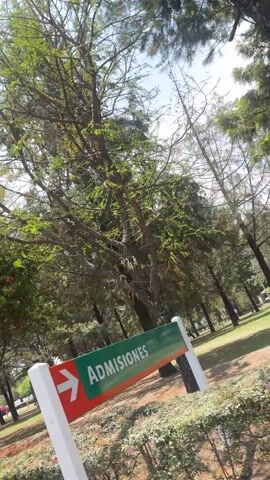 The video captures a serene daytime view of a park or a well-landscaped green area in San Andrés Cholula, Mexico. The scene is dominated by numerous trees with varying shades of green leaves, some displaying tall, slender trunks, while others are more robust and feature lighter-colored bark, possibly covered in lichen. The sunlight filters through the branches, creating a bright and airy atmosphere. In the mid-ground, a striking tree with abundant green foliage and several small, vivid red flowers adds a splash of color to the verdant landscape. The ground beneath the trees is a mix of green grass and scattered dry leaves, with a neatly trimmed green hedge visible in the immediate foreground. In the distance, through the gaps in the trees, hints of urban infrastructure such as roads and vehicles can be observed. The camera movement suggests a gentle pan or a view from a slowly moving perspective, highlighting the peaceful ambiance of the natural setting. An accompanying audio track features a male voice singing in Spanish, with the discernible lyrics "Pero fue el tuyo, que son chanda, yo que..." at the beginning. No text is visible in the video.