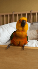 Sun conure parrot perched on a wooden crib railing