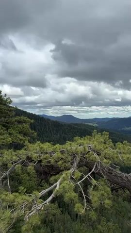 The video opens on a scenic view of a lush, green mountainous landscape under a cloudy sky. In the foreground, a gnarled pine tree with bright green needles leans into the frame from the left. The camera then slowly pans to the right, revealing a wooden viewing platform with simple railings. The platform overlooks a deep valley, covered in dense forest. The landscape extends into the distance, with successive layers of mountain ranges fading into a hazy horizon. The sky above is dominated by heavy, overcast clouds, hinting at a potential storm. The overall mood is serene yet dramatic, emphasizing the vastness and natural beauty of the mountainous terrain.
