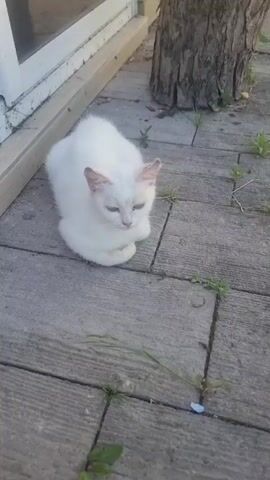 A white cat is sitting on a wooden deck near a building. The cat is curled up with its paws tucked underneath it. It has green eyes and pink ears, and its fur is fluffy. The deck is made of weathered wooden planks, with patches of grass growing in between them. To the left of the cat is the side of a building with a large window. To the right of the cat is the base of a tree trunk. The scene appears to be outdoors, possibly in a backyard or garden. The lighting suggests it is daytime, and the presence of grass indicates a mild climate. The cat's posture and gaze suggest it might be resting or observing its surroundings. No text is visible in the media file.
