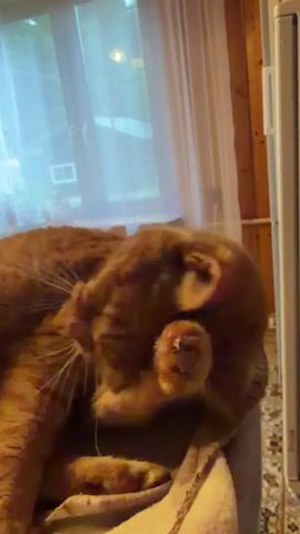 An orange tabby cat is lying on a blanket with its paw raised to its face, grooming itself. The cat is in a room with a window covered by sheer curtains. The time stamp indicates the video is about 4 seconds long.